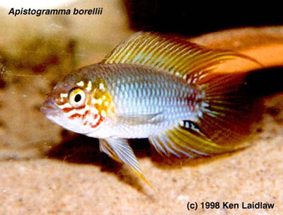 Apistogramma borellii